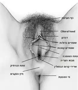 אבר המין הנשי